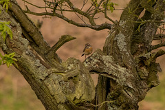 Whinchat (F)