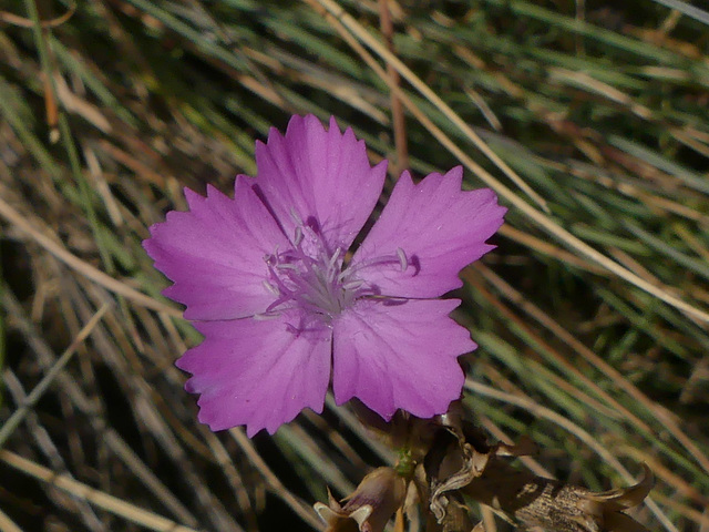 20180910 -15 Randos solo Prévenchères (Lozère-Villefort) (322) al