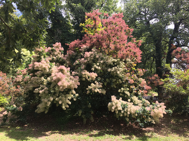 L’arbre à perruques