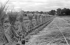 Bundles of stalks