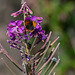 Small Copper Butterfly