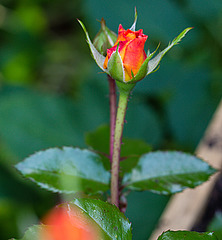 20221007 4402VRMw [D~LIP] Beet-Rose (Rosa 'Noack Westzeit') Bad Salzuflen