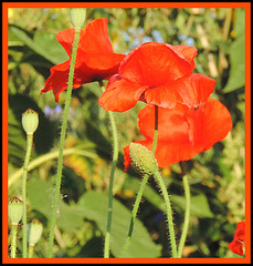 August poppy