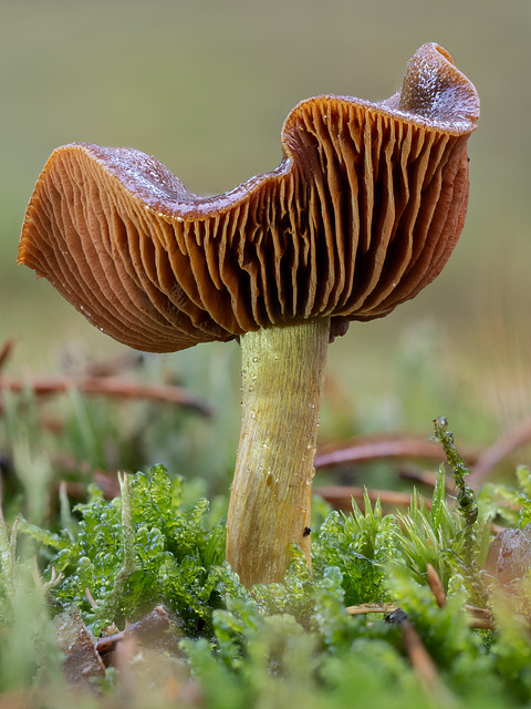 Pilz gestackt