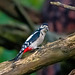 Great spotted woodpecker