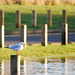 Black headed gull, winter plumage, and a lot of fence posts!