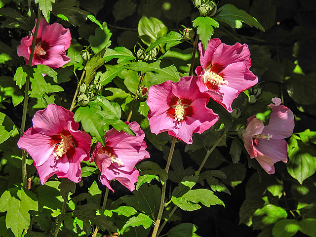 20230818 3875CPw [D~LIP] Straucheibisch (Hibiscus syriacus), BS