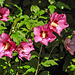 20230818 3875CPw [D~LIP] Straucheibisch (Hibiscus syriacus), BS