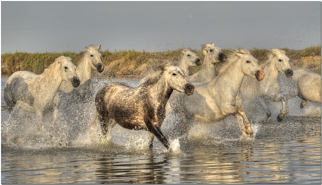 Carmargue Horses