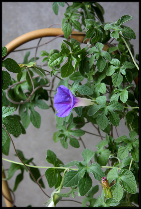 Ipomoea Kruger Park (8)