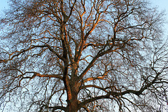 Platane classé Arbre REMARQUABLE