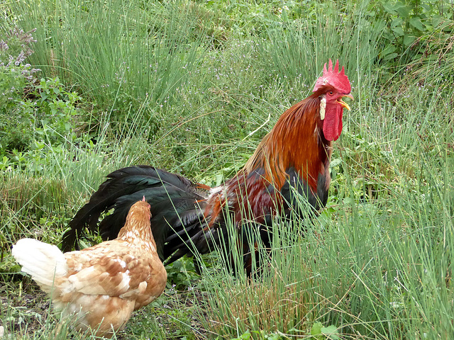 ... le seul animal qui chante les pieds dans la mer...