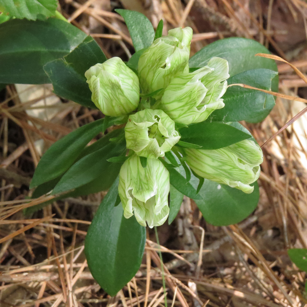 Samson's snakeroot flowers