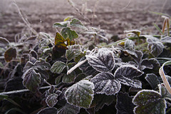 Frost