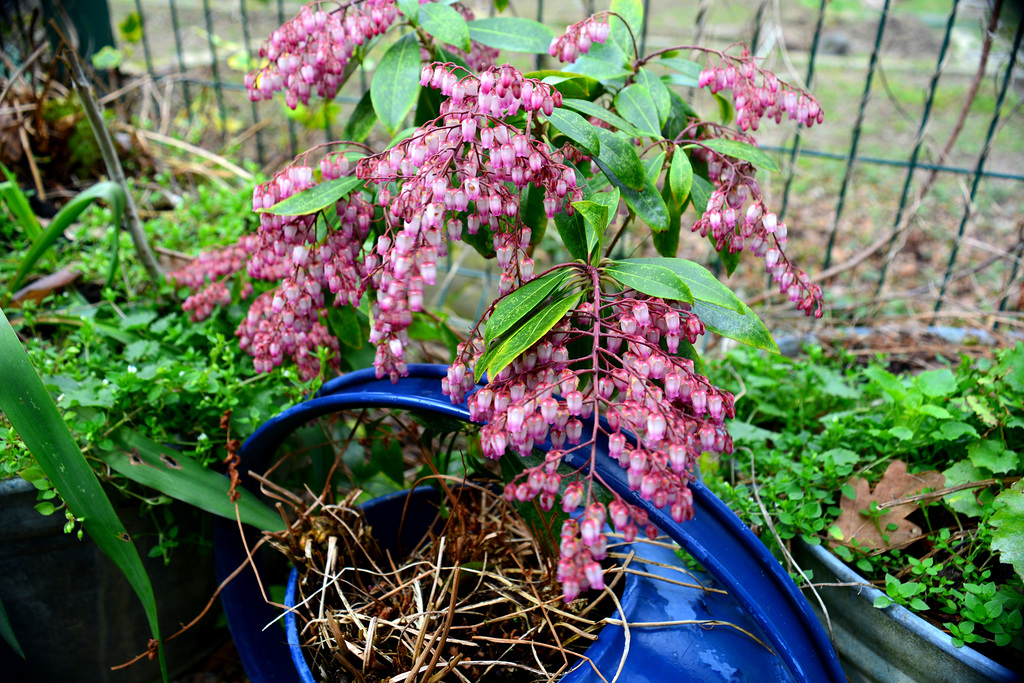 A little corner in my garden...