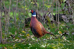 Cock Pheasant   /   Nov 2019