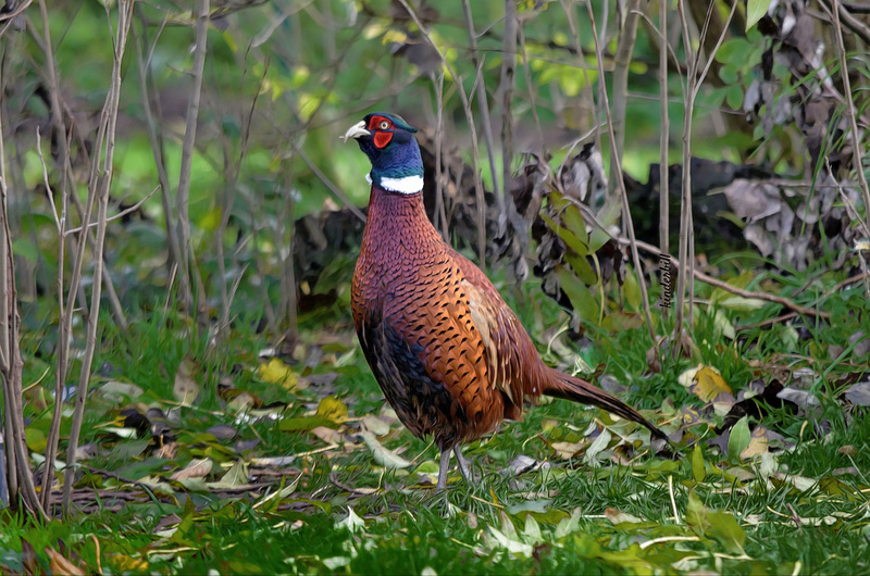 Cock Pheasant   /   Nov 2019