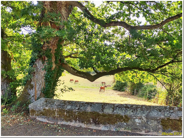 Summer country life - HFF