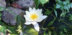 Pond Lilly