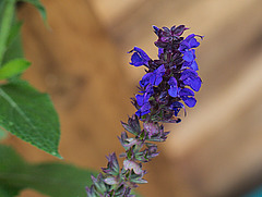 20221007 4403VRMw [D~LIP] Salbei (Salvia nemorosa), Bad Salzuflen