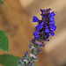 20221007 4403VRMw [D~LIP] Salbei (Salvia nemorosa), Bad Salzuflen