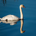 Swan