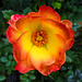 20231006 3876CPw [D~LIP] Rose >Summer of love<, BS
