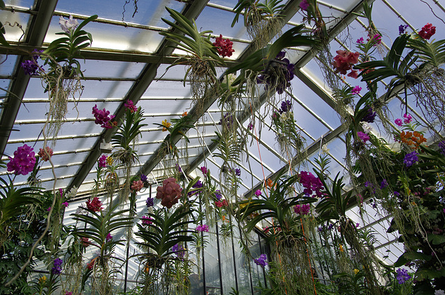 Vanda heaven