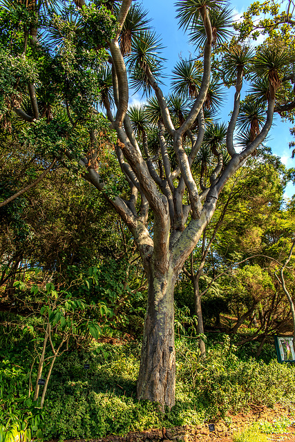 Botanischer Garten Funchal