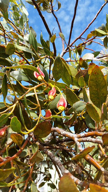 Fuchsia gum