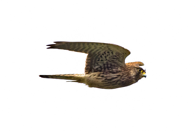 Kestrel