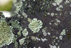 Flavoparmelia caperata  DSC1565