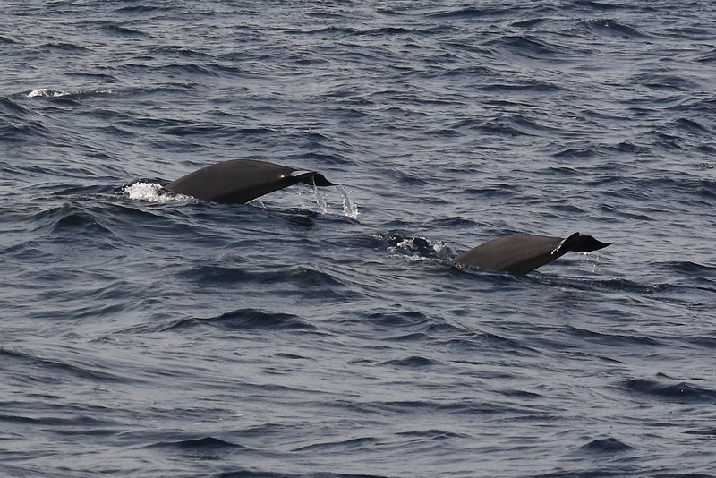 Pilot Whales