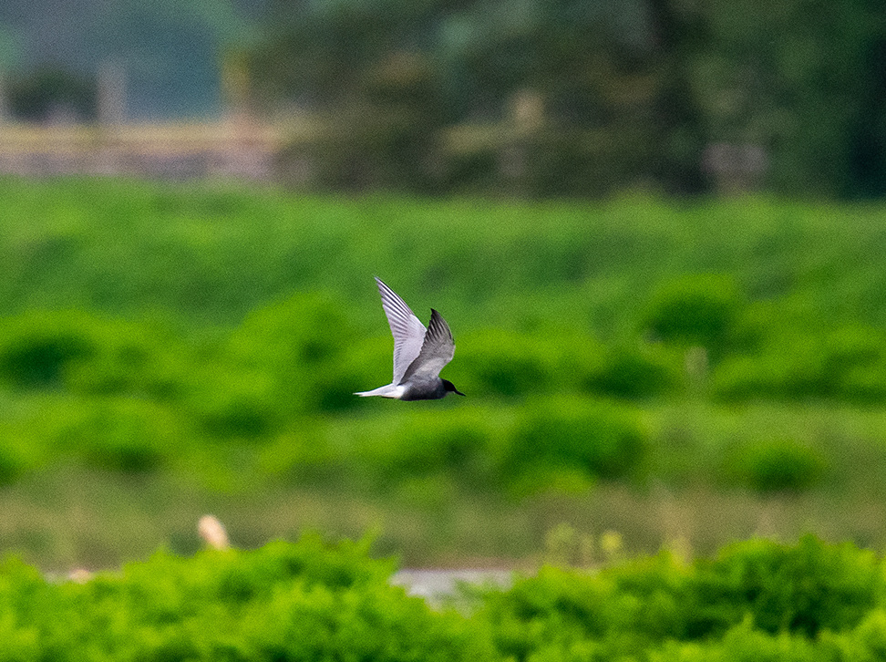 Black tern