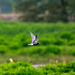 Black tern