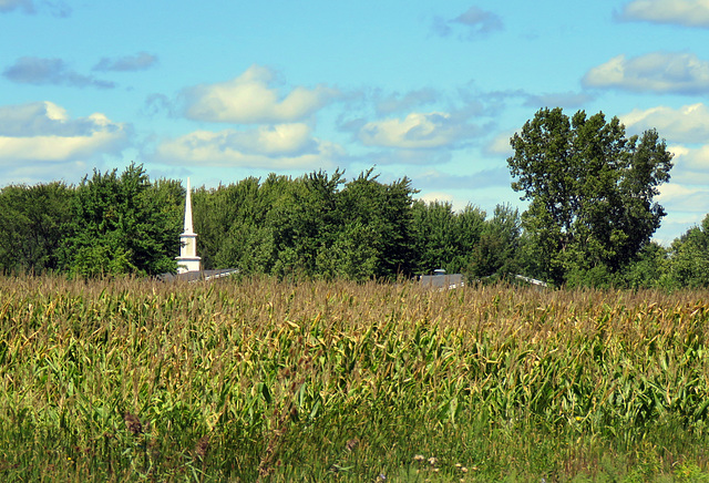The corn field