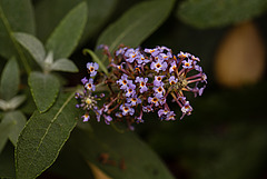 20221007 4406VRMw [D~LIP] Schmetterlingsstrauch (Buddleja 'Butterfly Candy Lila Sweatheart') Bad Salzuflen