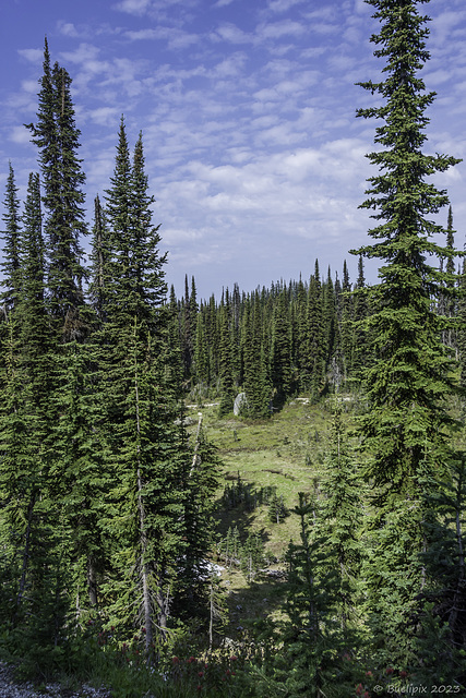 Mount-Revelstoke-Nationalpark (© Buelipix)