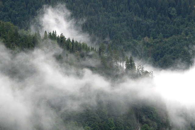 Bergwald in Wolken