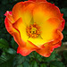 20231006 3877CPw [D~LIP] Rose >Summer of love<, BS