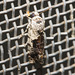 IMG 2901 Moth-1