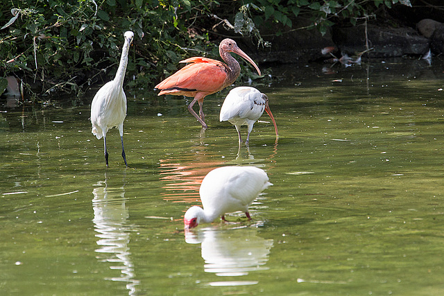 20140801 4547VRAw [D~E] Sichler, Seidenreiher Egretta garzetta), Gruga-Park, Essen