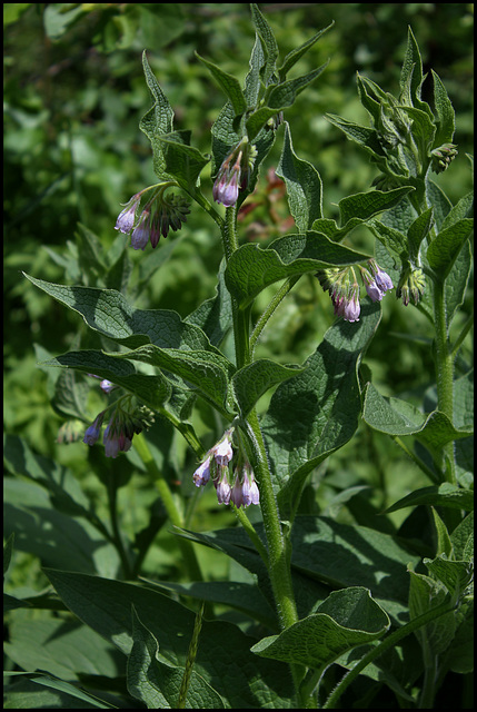 Symphytum (3)