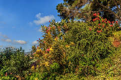 Botanischer Garten Funchal