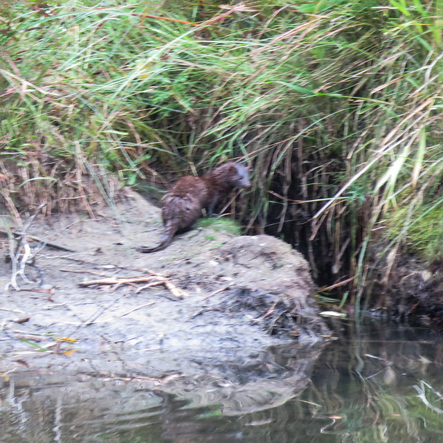 American Mink, Inglewood Bird Sanctuary