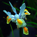 Espèce protégée , l'iris hybride neira-Dan