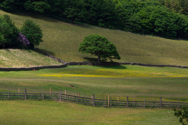 Summer pasture