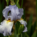 iris apres la pluie .....