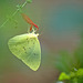 Butterfly.  A152655