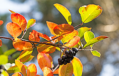 20221007 4408VRMw [D~LIP] Apfelbeere (Aronia prunufolia 'Viking') , Bad Salzuflen